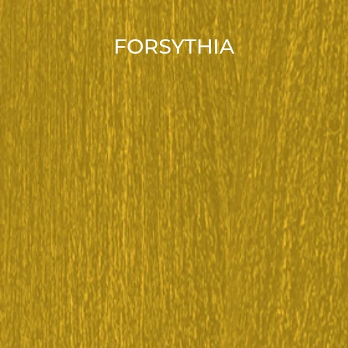 FORSYTHIA